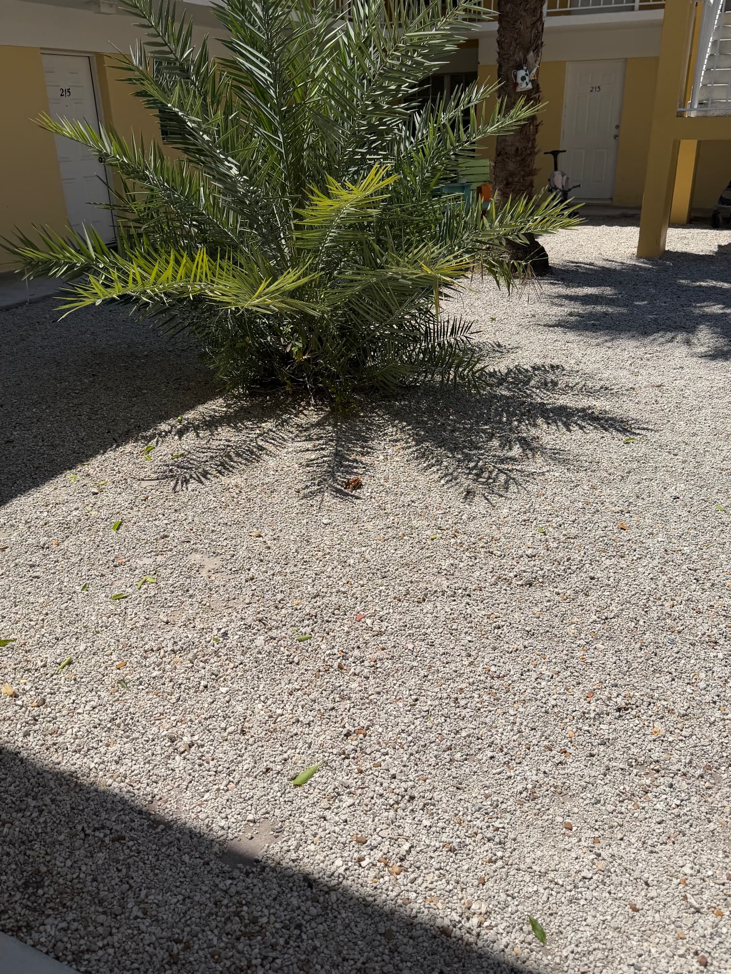 Apartment & Commercial Complex Maintenance — Palm bed care and gravel walkway detail