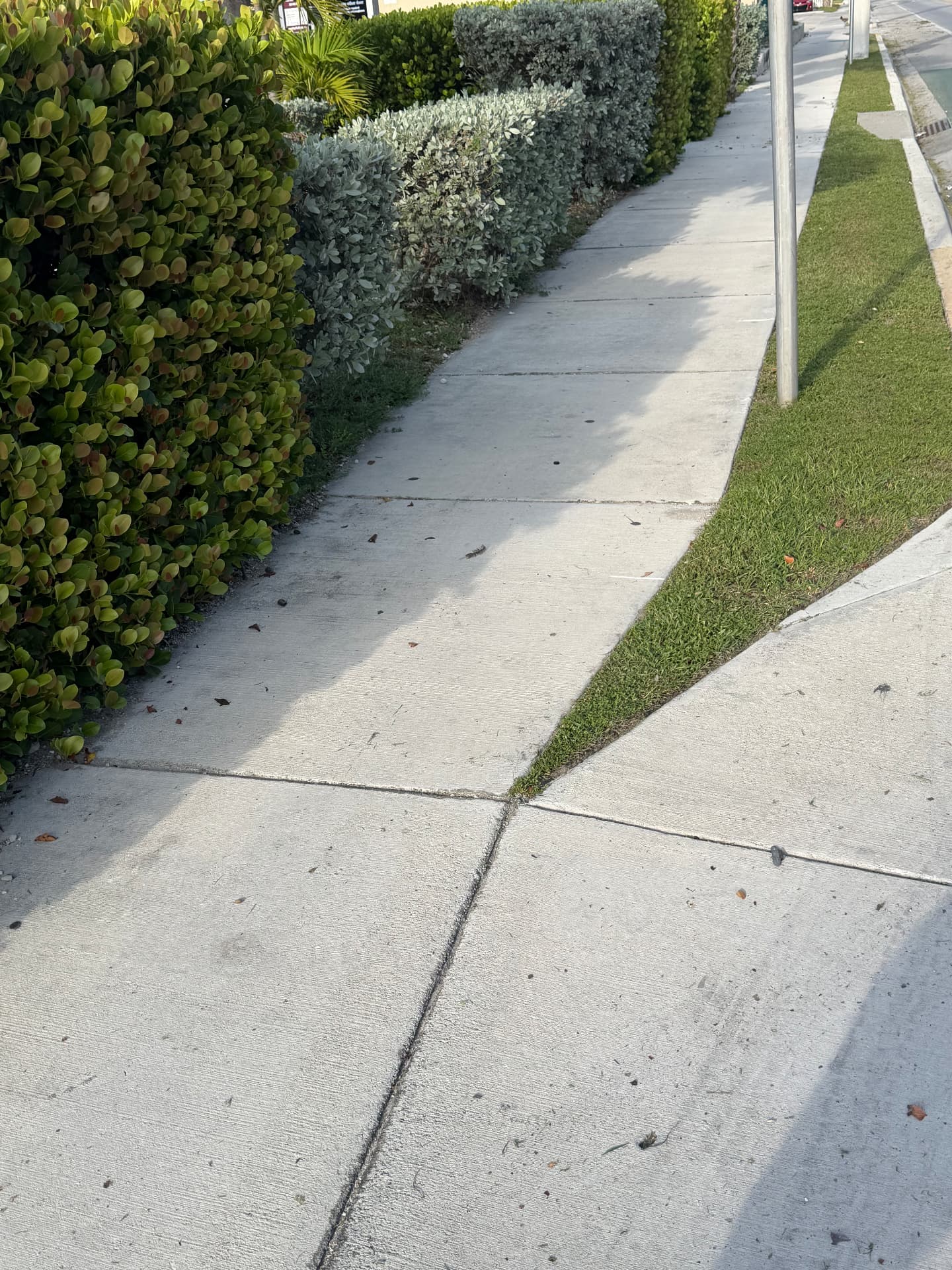 Exterior Property Care — Sidewalk hedge line — commercial property