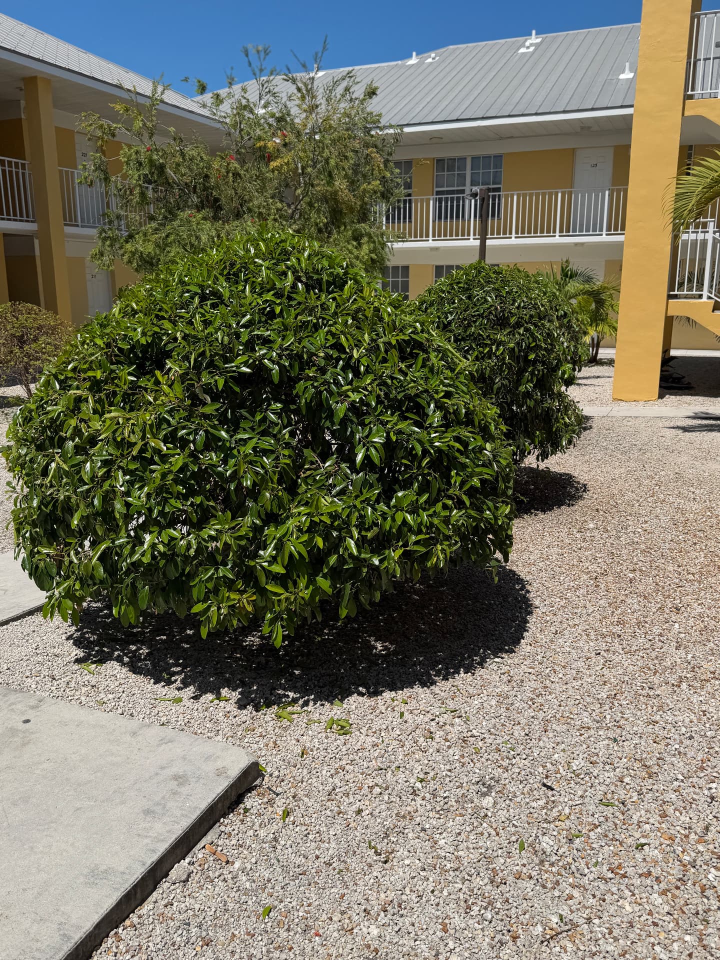Shaped hedges and shrub trimming in an apartment courtyard